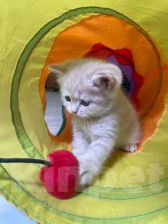 Кошки в Екатеринбурге: Шотландские котята  Мальчик, 25 000 руб. - фото 1