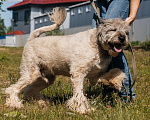 Собаки в Химках: Игривый пес Мальчик, Бесплатно - фото 3