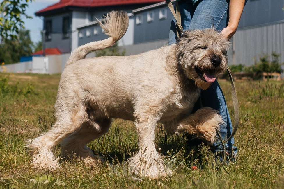 Собаки в Химках: Игривый пес Мальчик, Бесплатно - фото 3