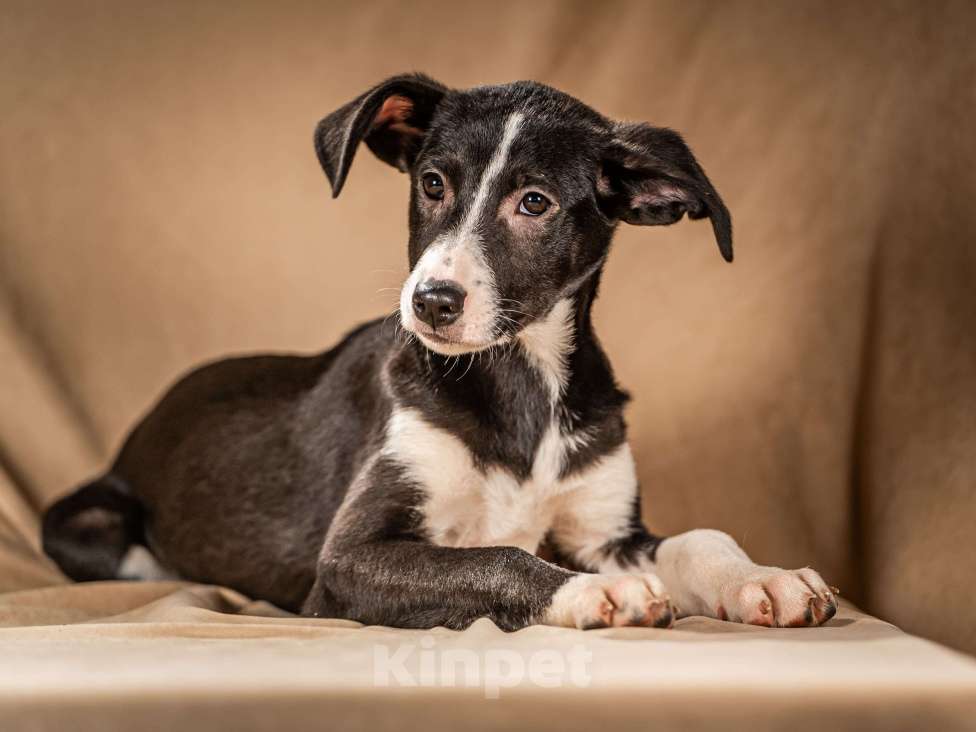 Собаки в Клине: Нуара – контактная и ласковая обаяшка Девочка, Бесплатно - фото 4