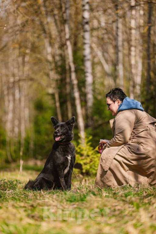 Собаки в Москве: Ненецкая оленегонная лайка Эльза в добрые руки Девочка, Бесплатно - фото 5
