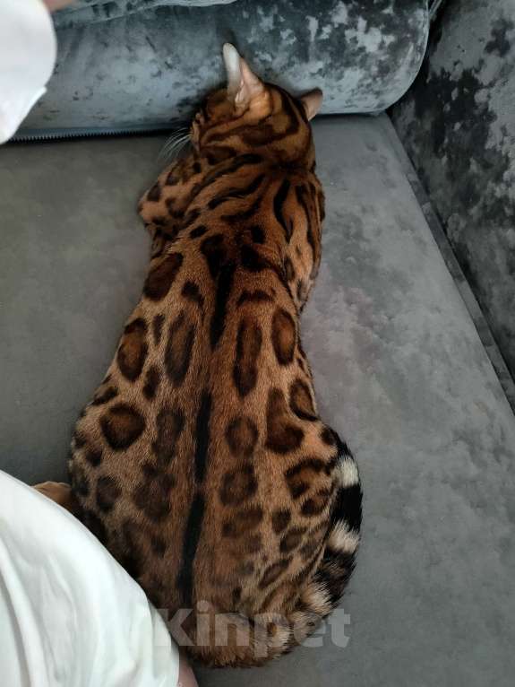 Кошки в Нижнем Новгороде: Бенгальский котик  Мальчик, 15 000 руб. - фото 4