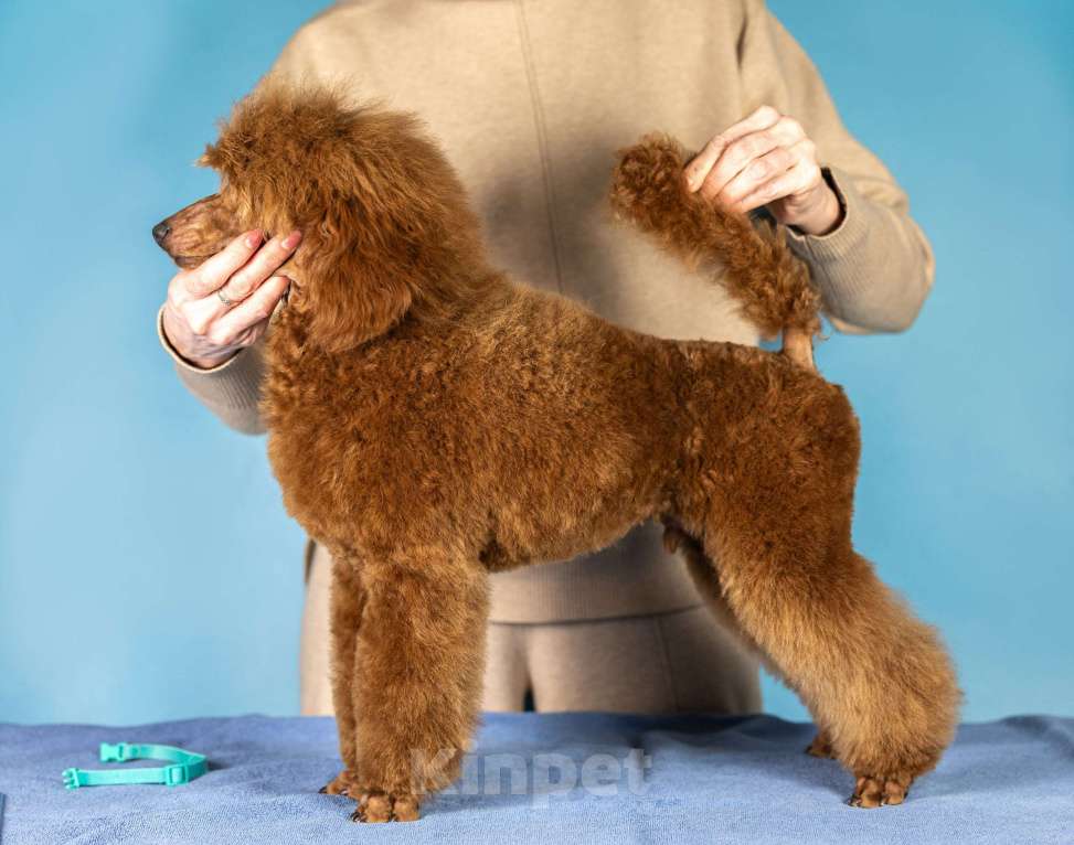 Собаки в Нижнем Новгороде: Продаю щенков среднего пуделя Мальчик, Бесплатно - фото 1