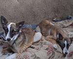 Собаки в Пензе: Щенки метисы овчарки даром Мальчик, Бесплатно - фото 3