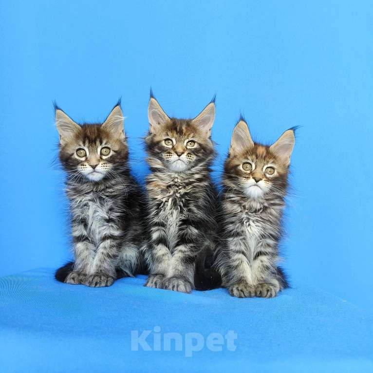 Кошки в Москве: Котята Мейн-Кун Девочки Девочка, 50 000 руб. - фото 9