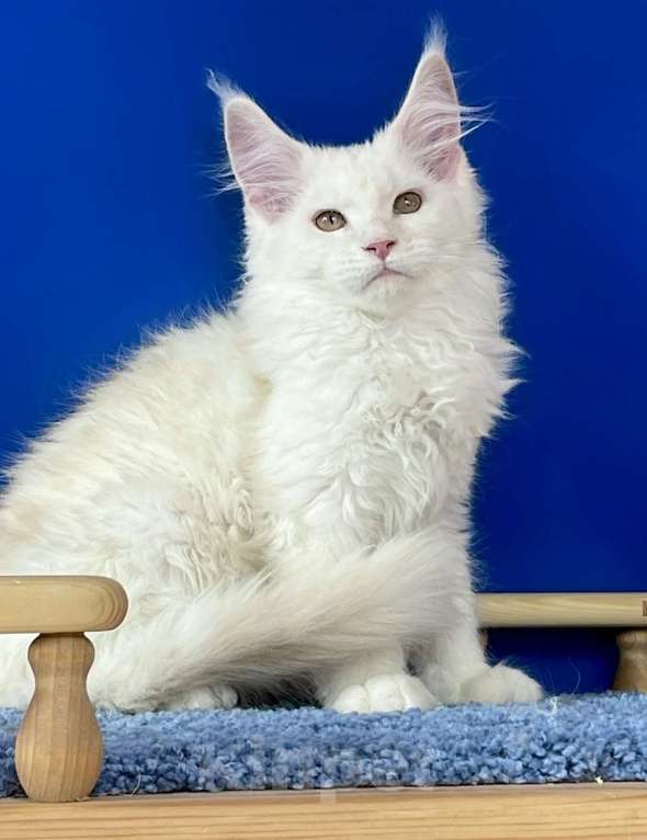 Кошки в Санкт-Петербурге: Мейн кун котята  Мальчик, 35 000 руб. - фото 1