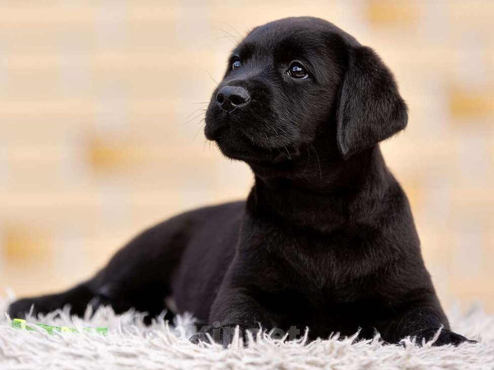 Собаки в других городах Московской области: Черные и коричневые щенки Лабрадора Девочка, 80 000 руб. - фото 5