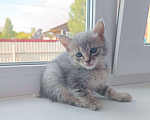 Кошки в других городах Башкортостана: Кот Мальчик, Бесплатно - фото 1
