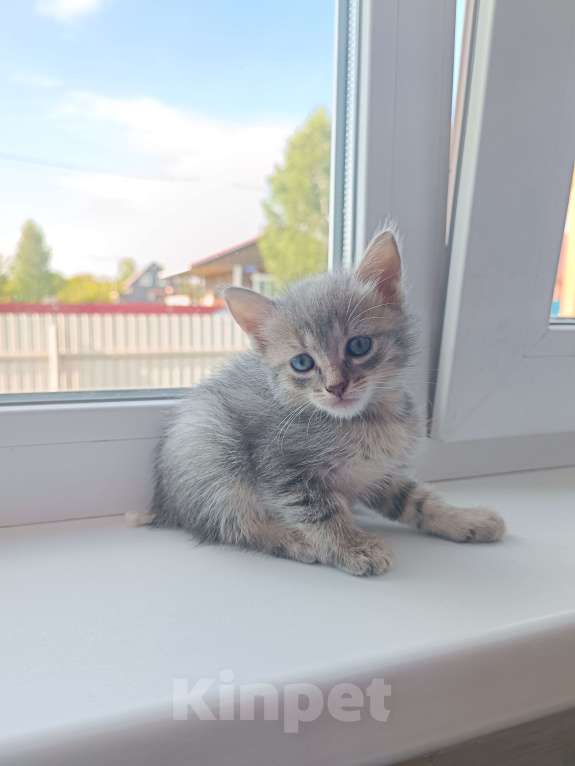 Кошки в других городах Башкортостана: Кот Мальчик, Бесплатно - фото 1