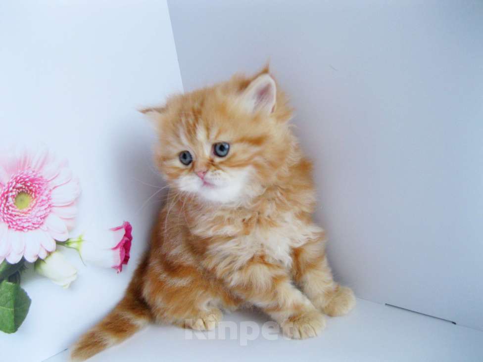 Кошки в Ставрополе: Красный мраморный хайленд Девочка, 25 000 руб. - фото 6