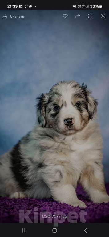 Собаки в Санкт-Петербурге: Щенок австралийской овчарки  Мальчик, Бесплатно - фото 2