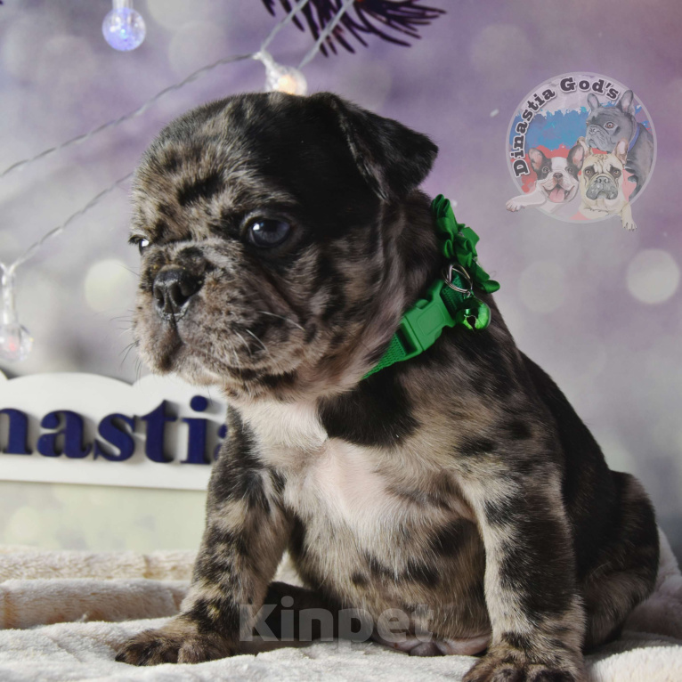 Собаки в Приморско-Ахтарске: Мальчик чёрный мрамор Мальчик, 85 000 руб. - фото 1