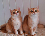 Кошки в Гагарине: Котики золотая шиншилла, 25 000 руб. - фото 1