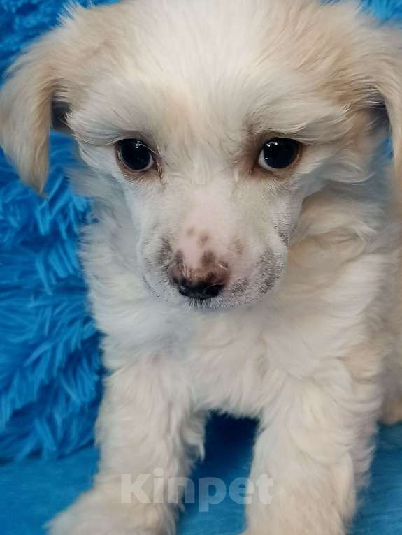 Собаки в Санкт-Петербурге: Белый медвежонок  Мальчик, 20 000 руб. - фото 5