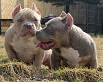Собаки в Москве: Щенки булли Разнополые, Бесплатно - фото 2