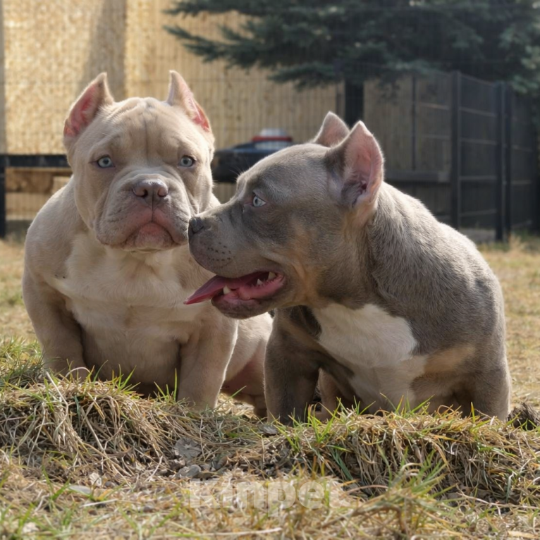 Собаки в Москве: Щенки булли Разнополые, Бесплатно - фото 2