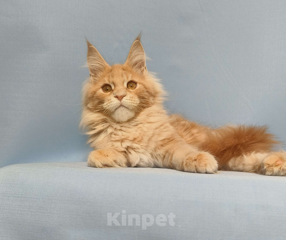 Кошки в Москве: Котёнок Мейн-Кун Мальчик Мальчик, 70 000 руб. - фото 5