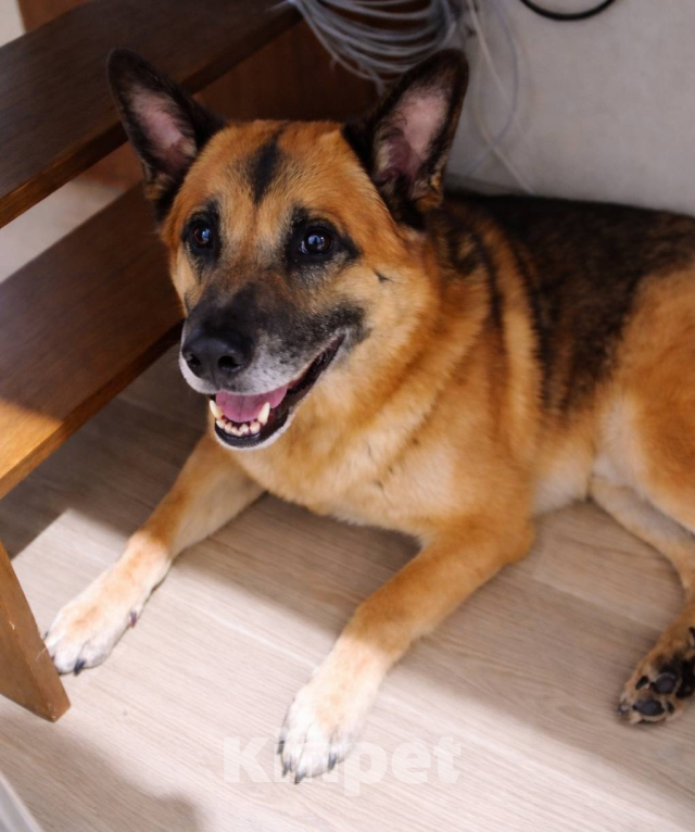 Собаки в Нижнем Новгороде: Отдам в добрые руки ❤️ Мальчик, Бесплатно - фото 2