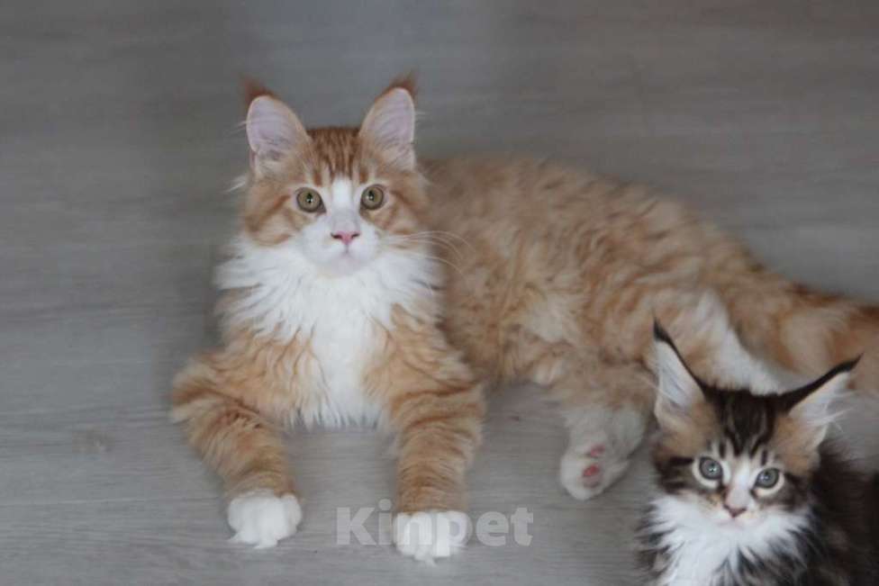 Кошки в Екатеринбурге: Котята мейнкун из питомника Ричкун - Екатеринбург Мальчик, 30 000 руб. - фото 5