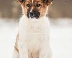 Собаки в других городах Московской области: Щенок в добрые руки Мальчик, Бесплатно - фото 10