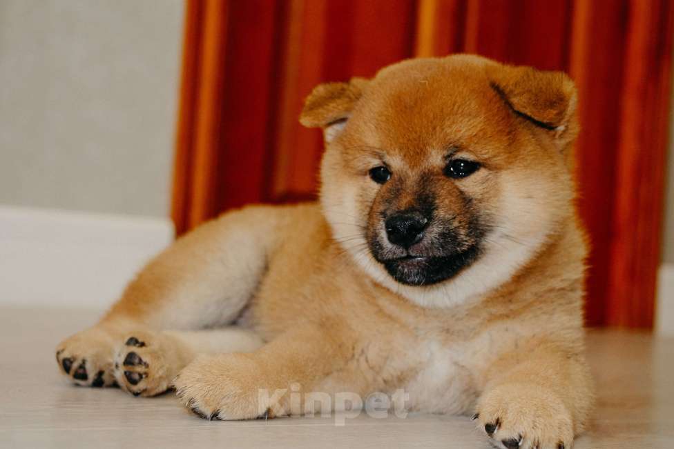 Собаки в Казани: Сиба игу щенки РУФ с документами Мальчик, Бесплатно - фото 5