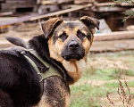 Собаки в Москве: Метис. Очень добрый и человеко-ориентированный мальчик Мальчик, Бесплатно - фото 7