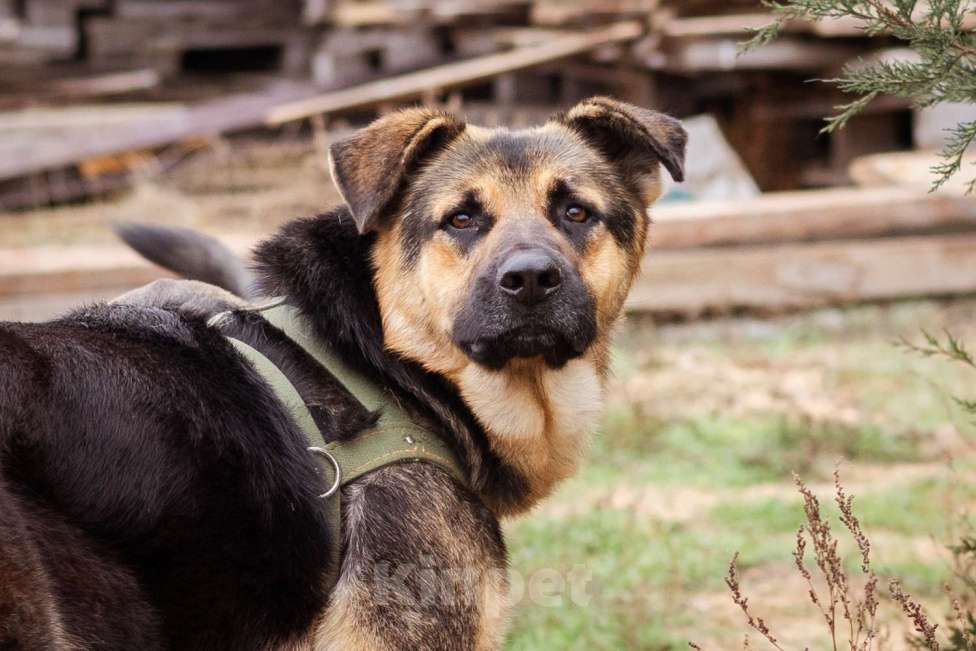Собаки в Москве: Метис. Очень добрый и человеко-ориентированный мальчик Мальчик, Бесплатно - фото 7