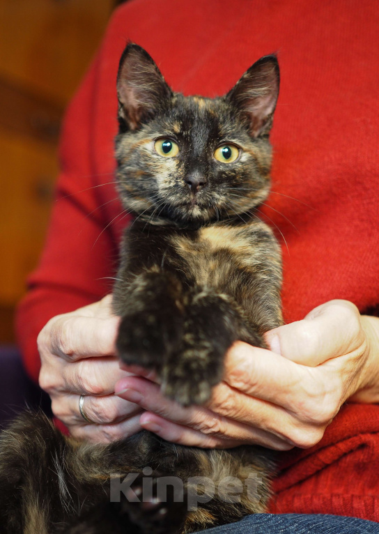 Кошки в Москве: Очень ласковый котёнок в добрые руки  Девочка, Бесплатно - фото 4