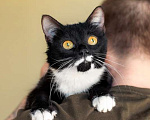 Кошки в Москве: Маркиза Дарья, черно-белая кошка в добрые руки Девочка, Бесплатно - фото 10