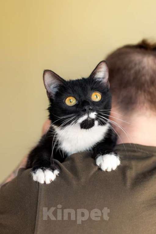 Кошки в Москве: Маркиза Дарья, черно-белая кошка в добрые руки Девочка, Бесплатно - фото 10