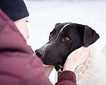 Собаки в Москве: Пёсель из приюта в поисках дома Мальчик, Бесплатно - фото 9