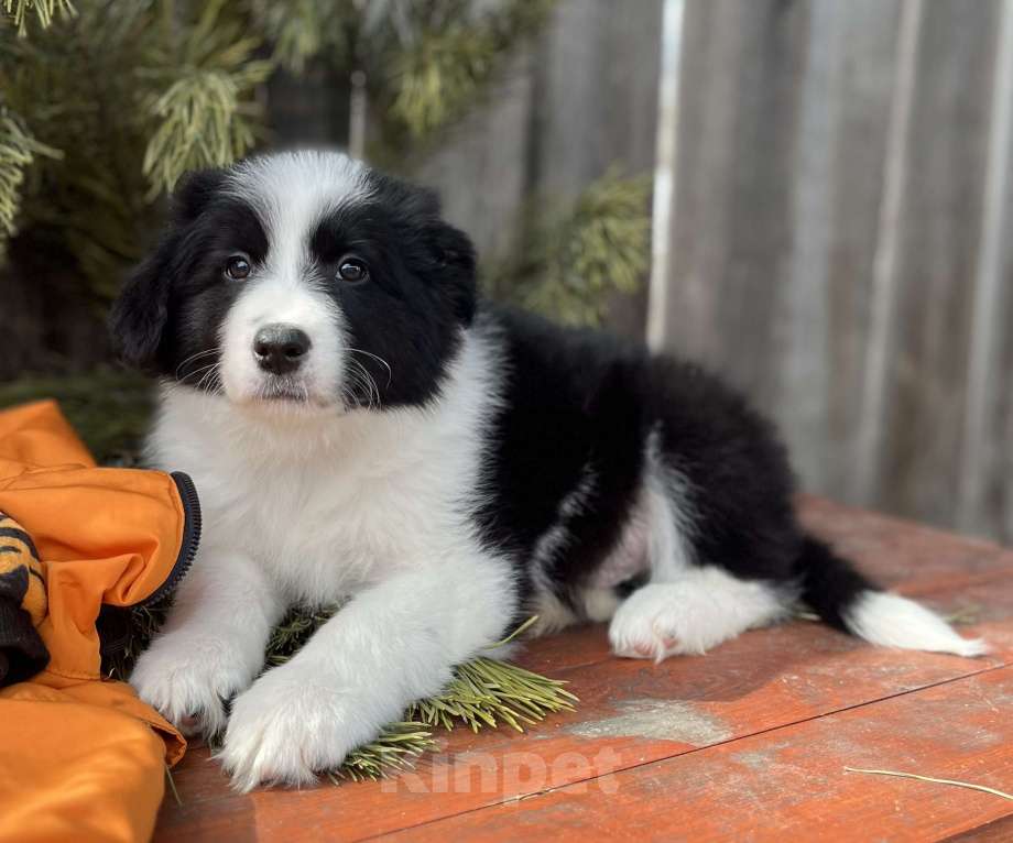 Собаки в других городах Алтайского края: Щенки породы Бордер Колли (д/ш) Мальчик, 130 000 руб. - фото 2