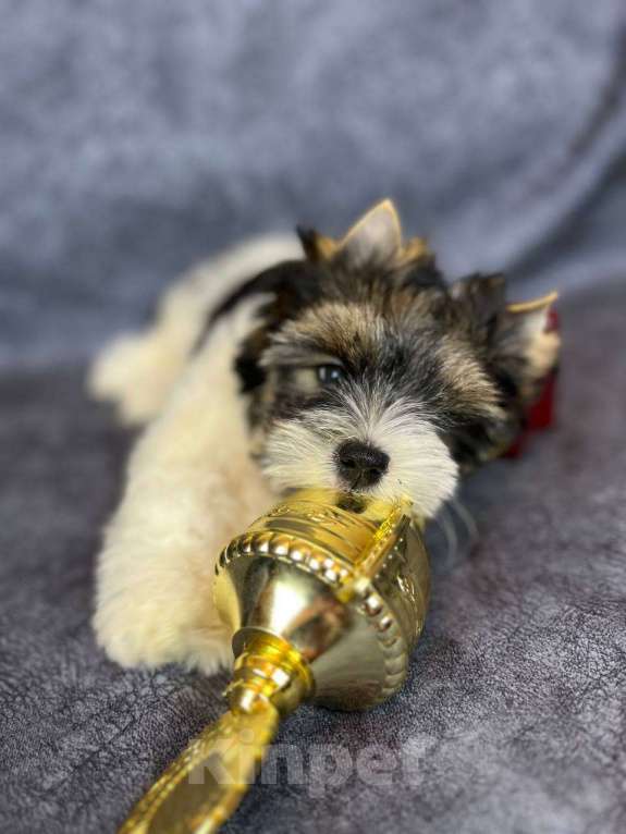 Собаки в Вологде: Очаровательная девочка бивер терьера Варюша. Перспективная для выставок и  разведения. Девочка, 140 000 руб. - фото 5