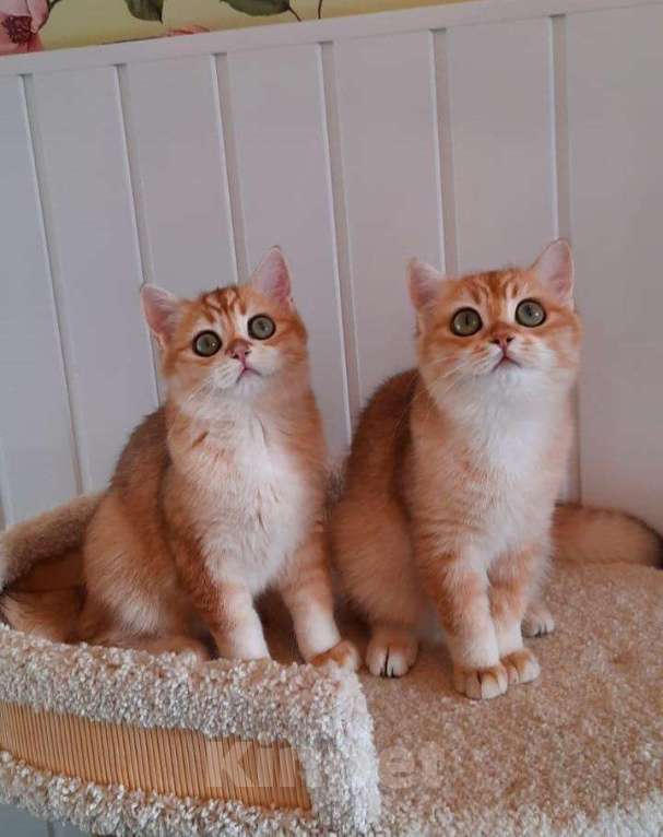 Кошки в Гагарине: Котики золотая шиншилла, 25 000 руб. - фото 1
