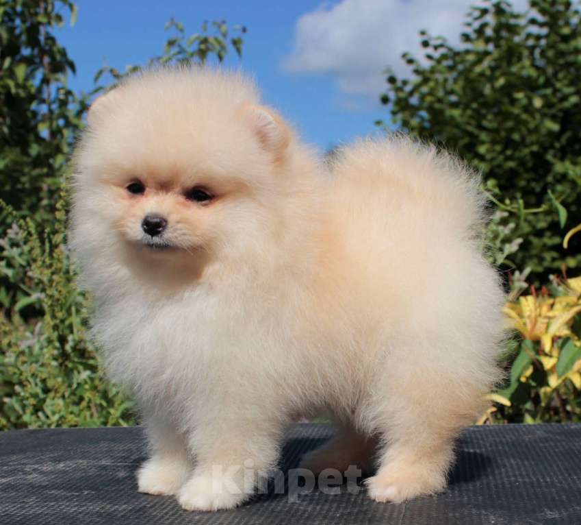 Собаки в Москве: померанский шпиц девочка мини Девочка, 50 000 руб. - фото 4