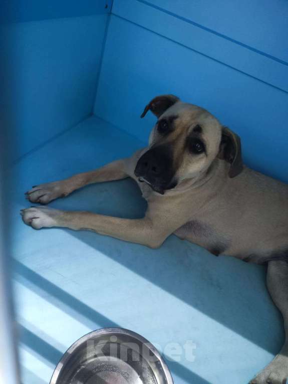 Собаки в Москве: Бывшедомашняя Джесси. Выпуск через неделю. Девочка, Бесплатно - фото 3