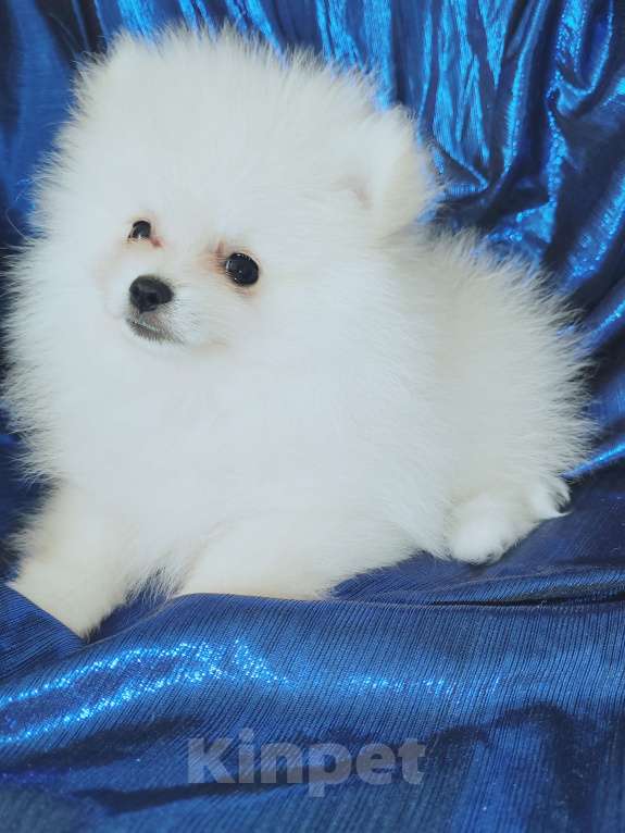 Собаки в Кирове: Продаю померанских шпица Девочка, 60 000 руб. - фото 7