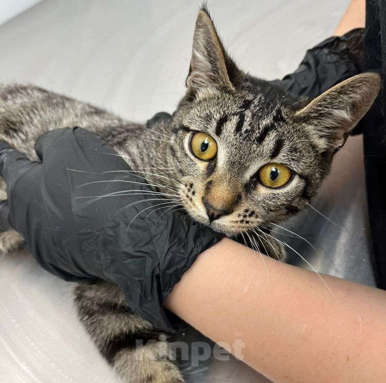 Кошки в Москве: История одного полосатого котика, которому очень нужен дом Мальчик, Бесплатно - фото 3