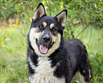 Собаки в Солнечногорске: Супер-пёс в поисках семьи! Мальчик, Бесплатно - фото 5