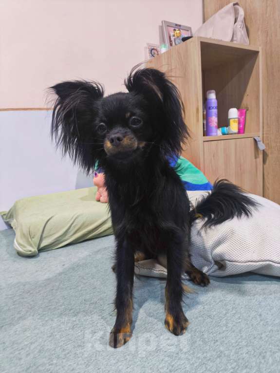 Собаки в Краснодаре: Девочка дш русского тоя Девочка, Бесплатно - фото 5