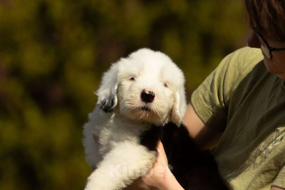Собаки в других городах Московской области: Щенок бобтейла / староанглийской овчарки Мальчик, 100 000 руб. - фото 3