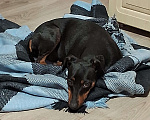 Собаки в Краснодаре: Добрая и энергичная собачка ищет хозяина Девочка, 1 руб. - фото 1