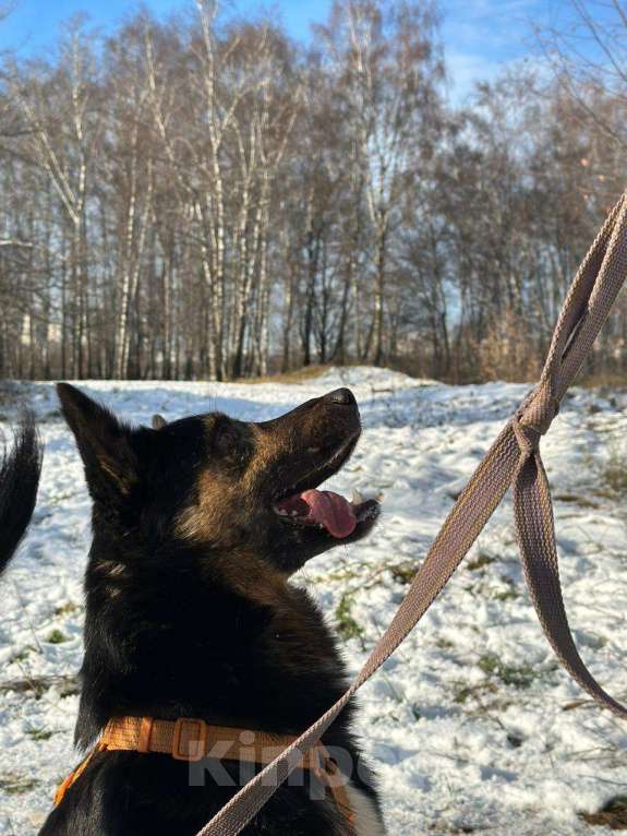 Собаки в Москве: Рон Мальчик, Бесплатно - фото 2