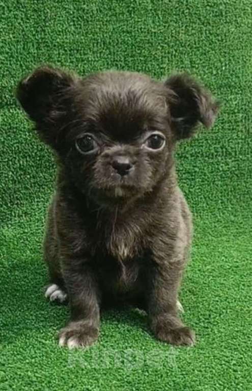 Собаки в других городах Московской области: Д/ш голубая девочка чихуахуа Девочка, 60 000 руб. - фото 6