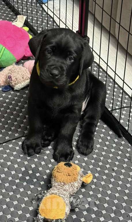 Собаки в Жуковском: Щенок лабрадора, РКФ Девочка, 65 000 руб. - фото 4
