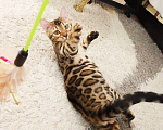 Кошки в Санкт-Петербурге: Бенгальские котята выставочного уровня  Мальчик, 70 000 руб. - фото 4