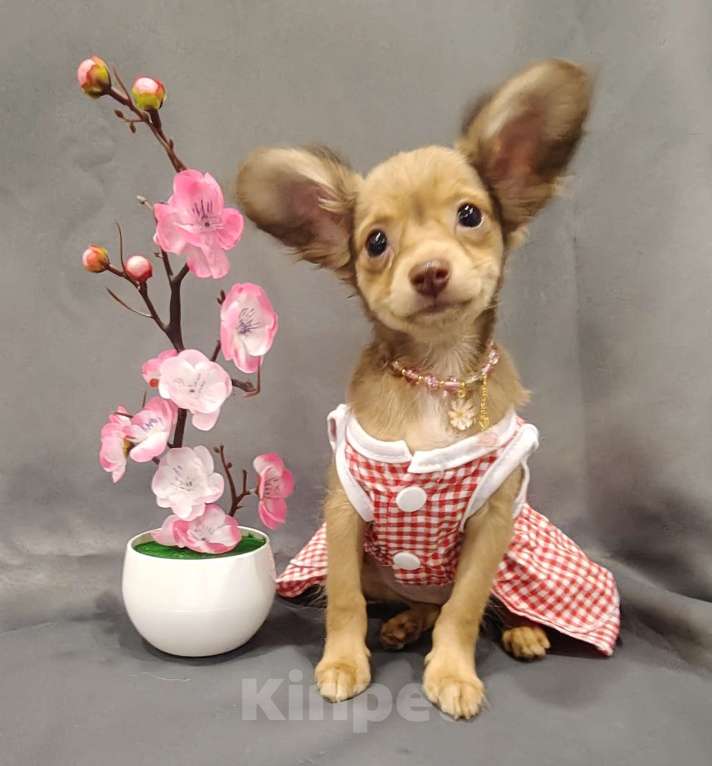 Собаки в Тюмени: Девочка тоечка😘 Девочка, 55 000 руб. - фото 5