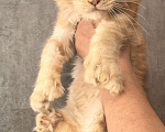 Кошки в Дмитрове: Котенок мейн-кун полидакт Девочка, 35 000 руб. - фото 3