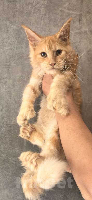 Кошки в Дмитрове: Котенок мейн-кун полидакт Девочка, 35 000 руб. - фото 3