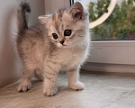 Кошки в других городах Московской области: Шотландский котенок Девочка, 30 000 руб. - фото 1